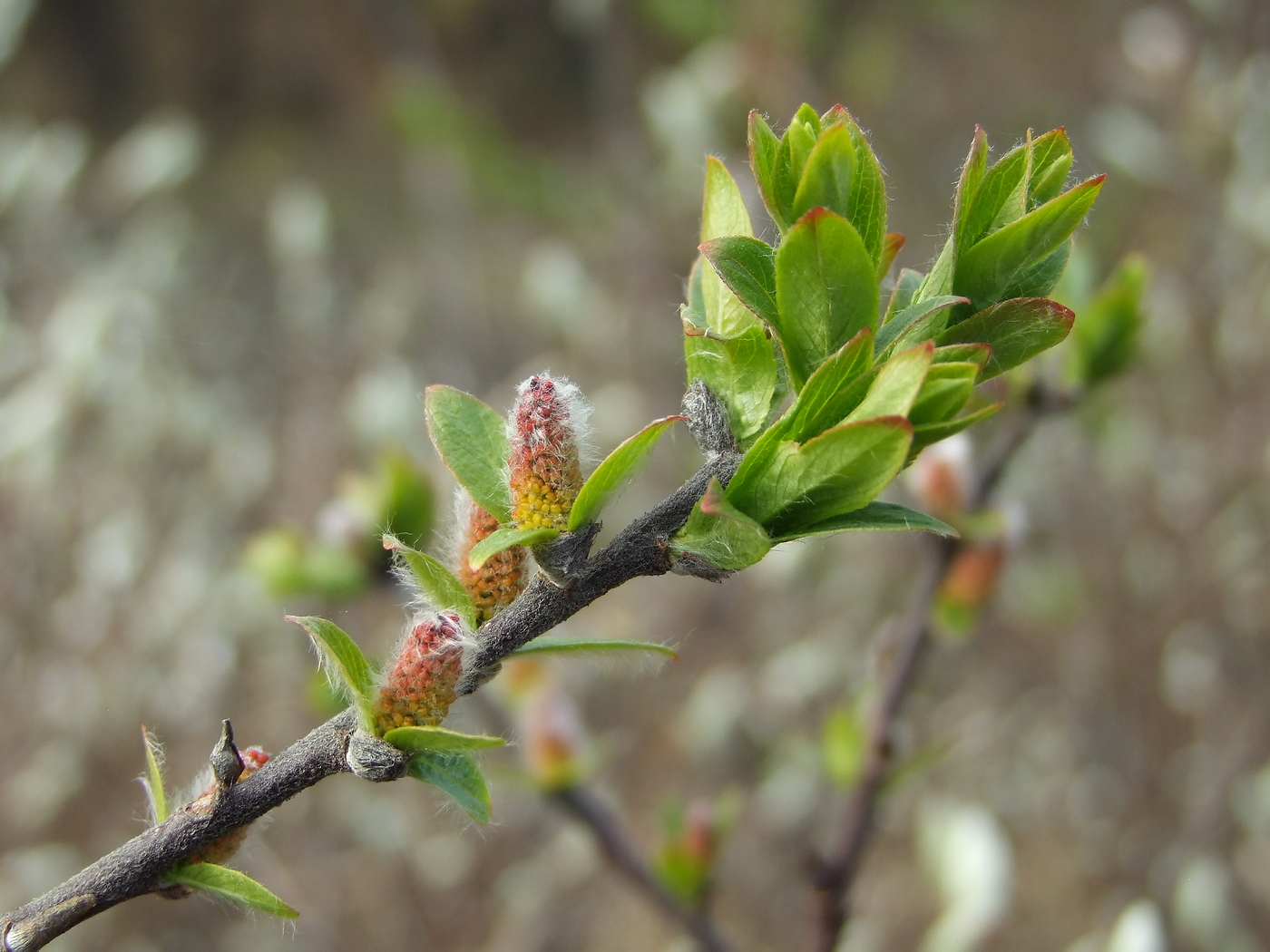 Изображение особи Salix hastata.