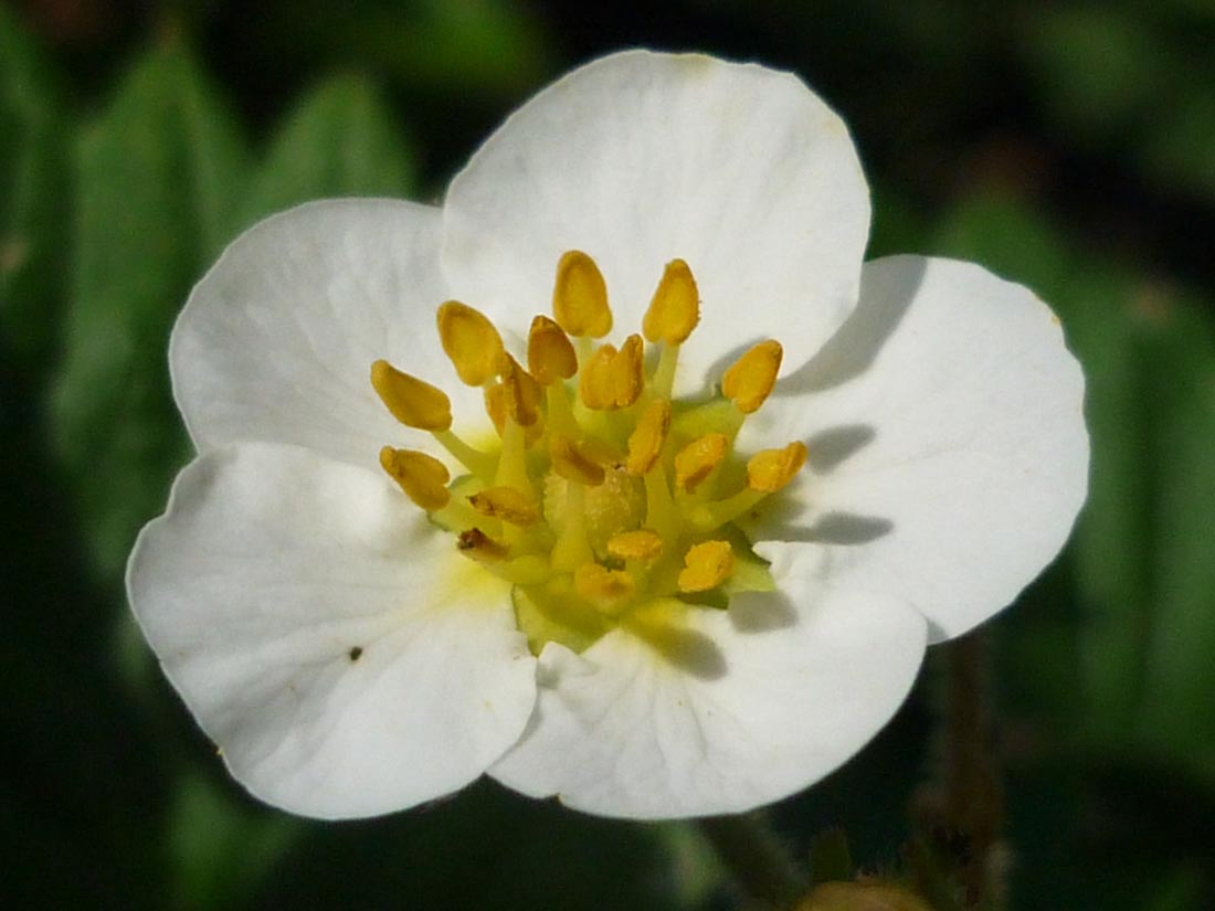 Image of genus Fragaria specimen.