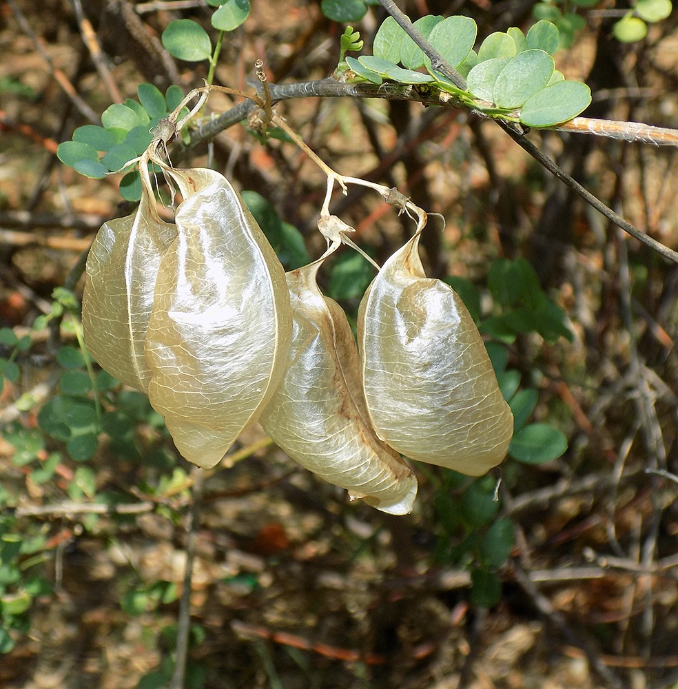 Изображение особи Colutea cilicica.