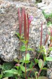 Epilobium anagallidifolium. Верхушка побега с плодами и цветком. Кабардино-Балкария, Эльбрусский р-н, долина р. Ирикчат, ок. 3300 м н.у.м., каменистый склон. 06.08.2018.