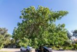 Fraxinus syriaca