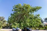 Fraxinus syriaca. Взрослое дерево. Израиль, Голанские высоты, мошав Одем. 05.07.2018.