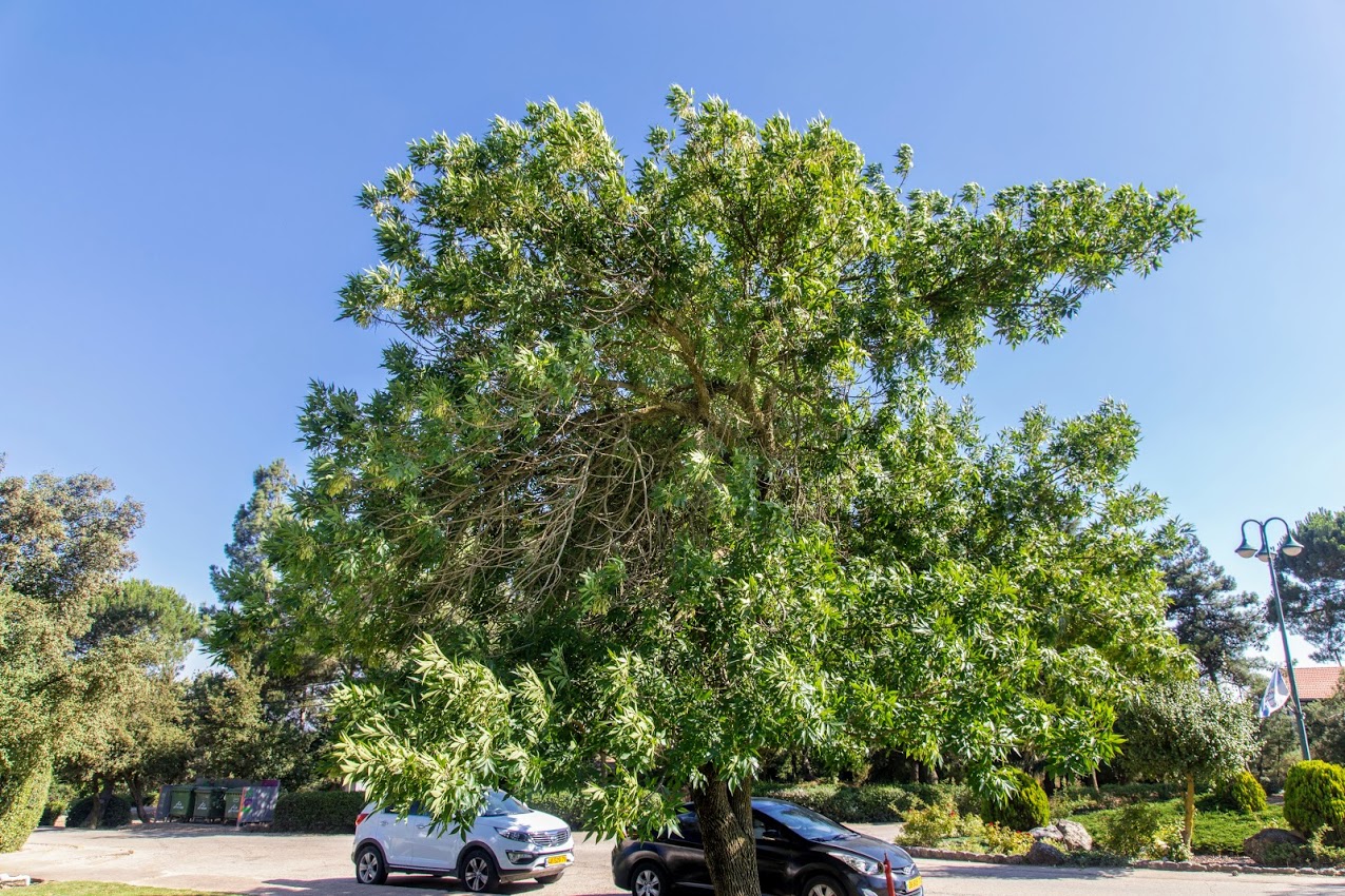 Изображение особи Fraxinus syriaca.