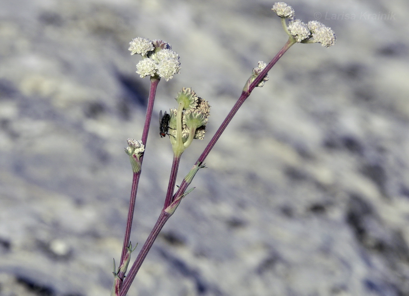 Image of Seseli dichotomum specimen.