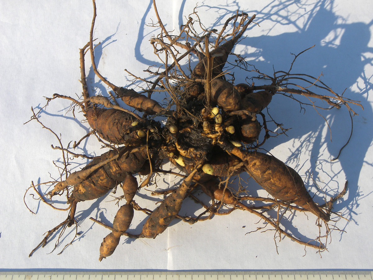 Image of Paeonia peregrina specimen.