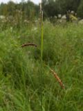 Carex flacca