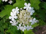 Viburnum opulus. Соцветие. Украина, Киевская обл., Вышгородский р-н, севернее с. Лебедевка, дачный участок между Киевским водохранилищем и дренажным каналом. 23 мая 2010 г.