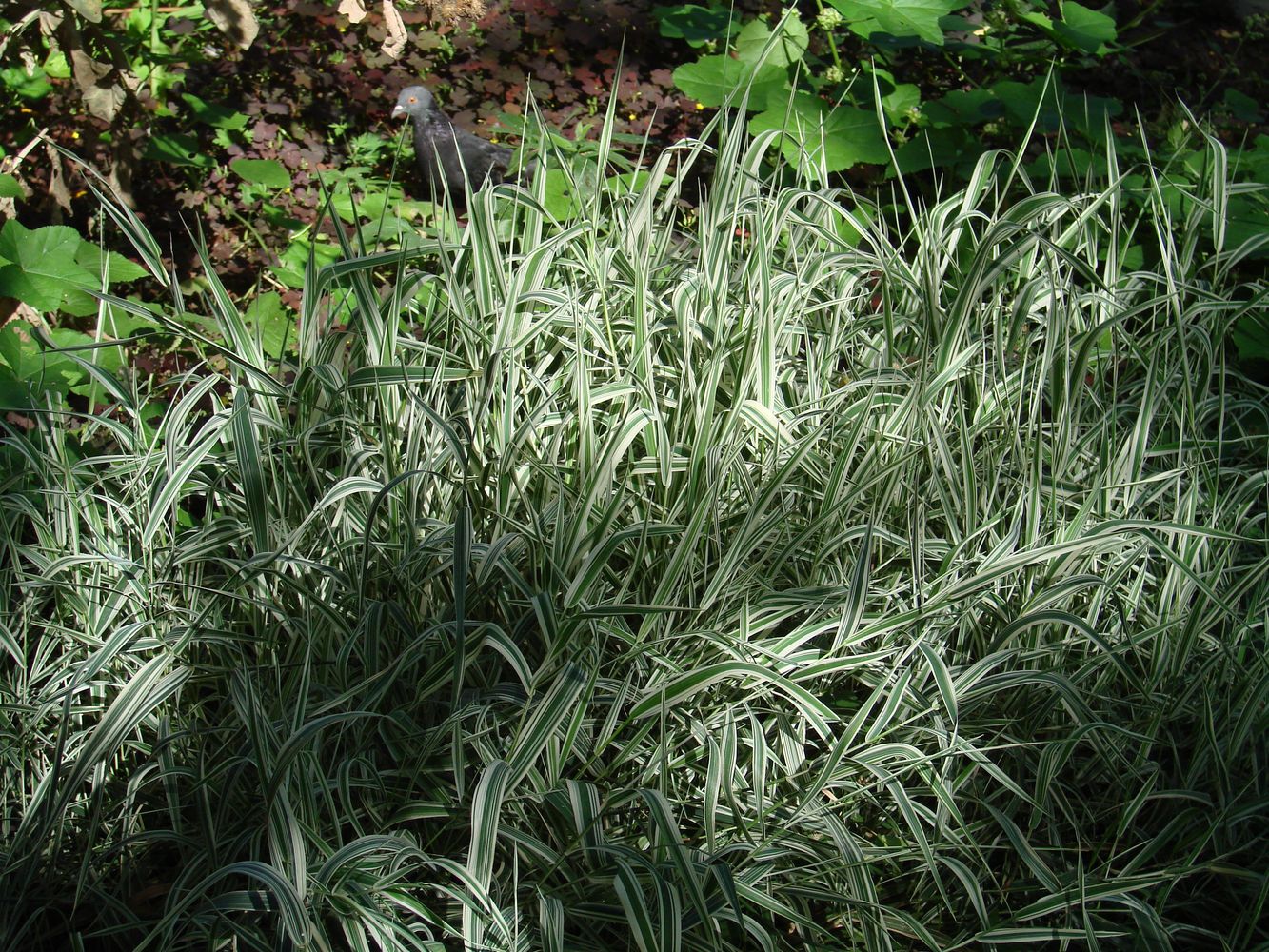 Image of Phalaroides japonica specimen.