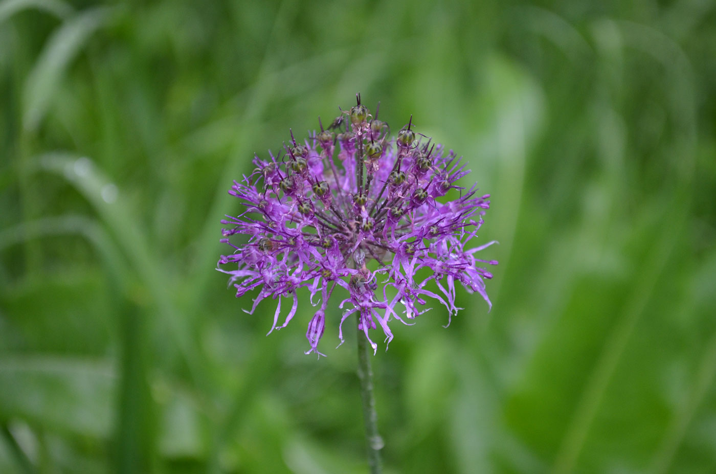 Image of Allium dodecadontum specimen.