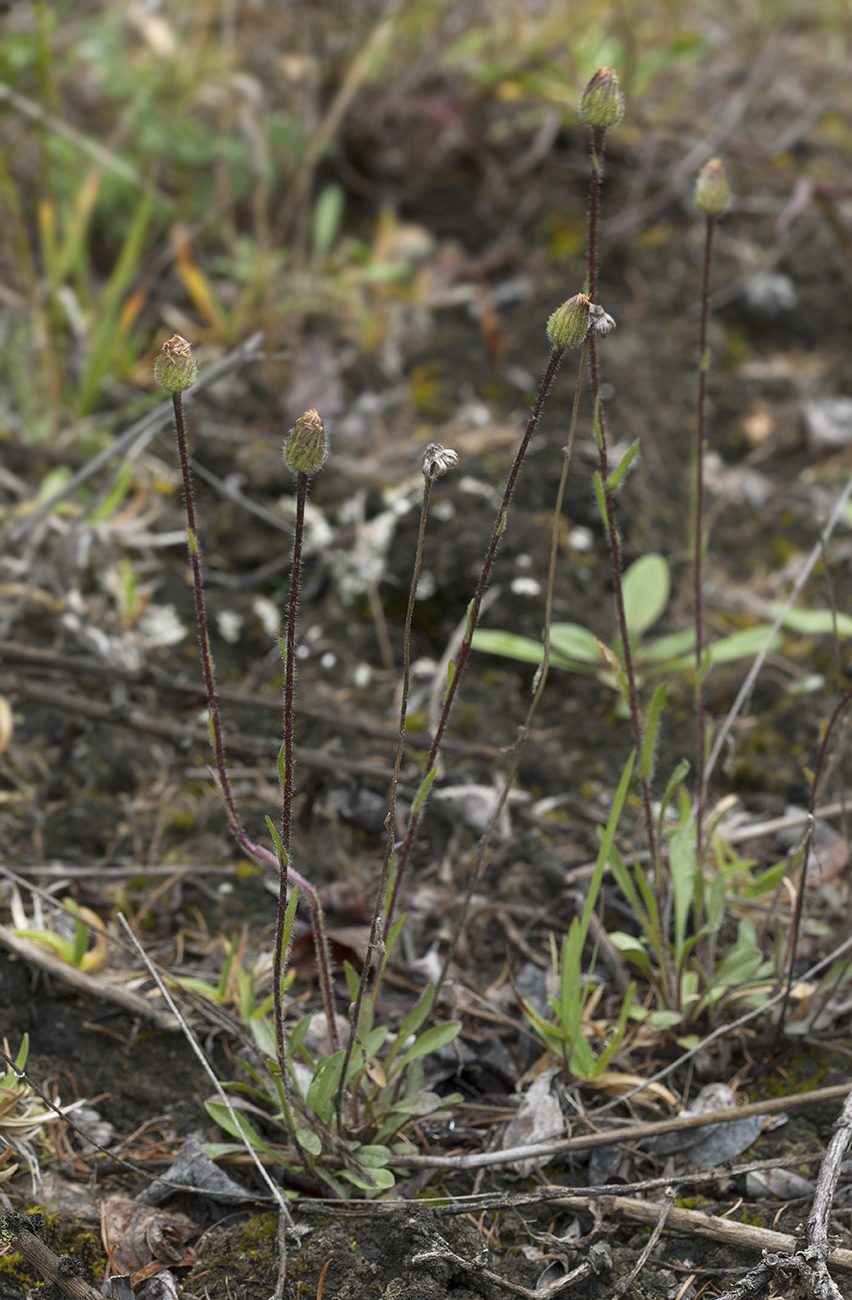 Image of familia Asteraceae specimen.