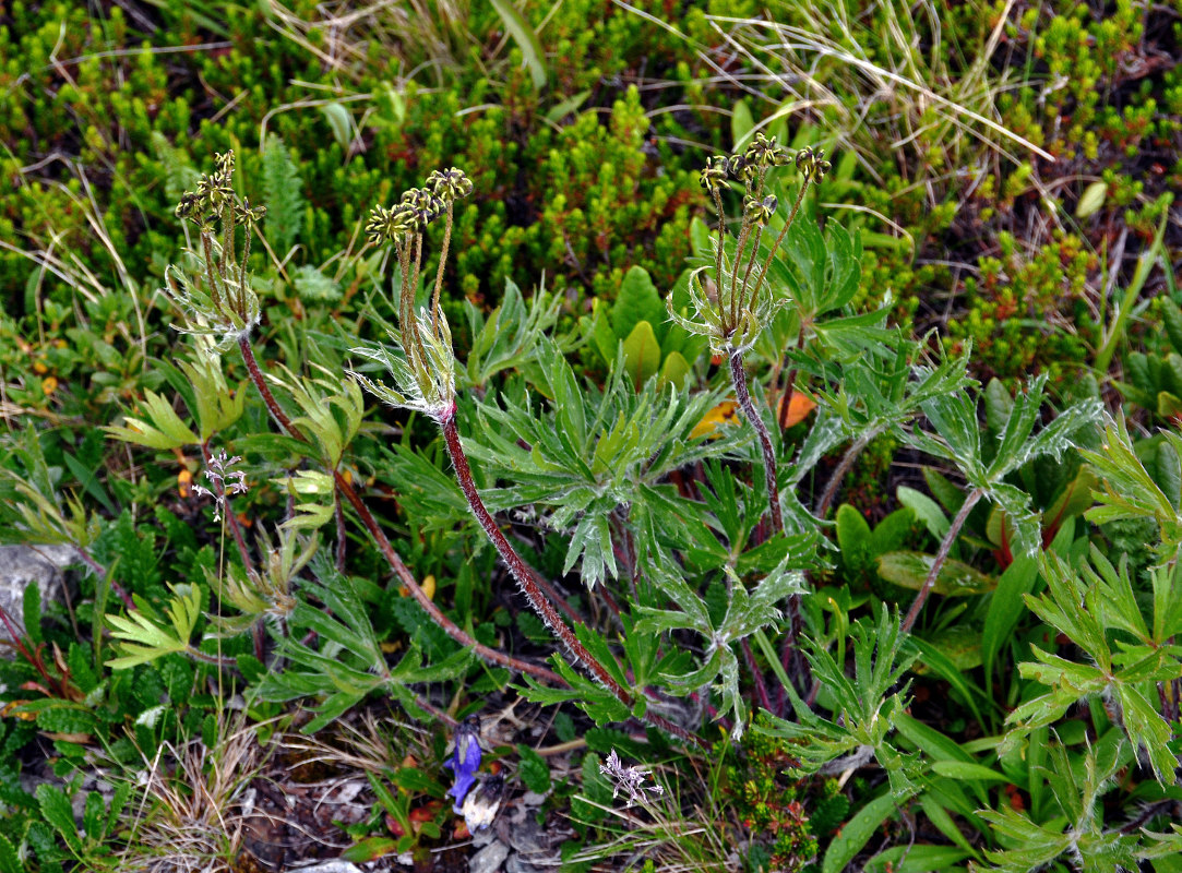 Image of Anemonastrum sibiricum specimen.
