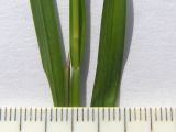 Image of taxon representative. Author is Сергей Банкетов