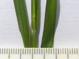 Carex sylvatica