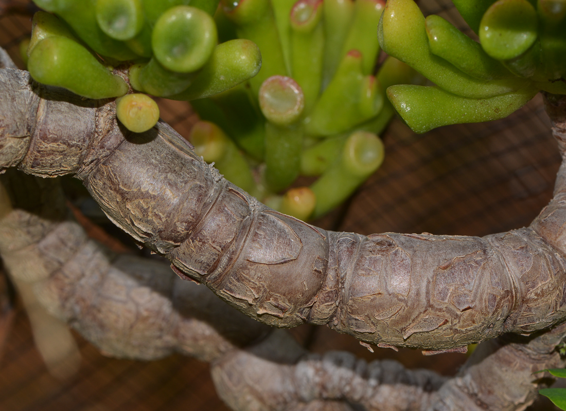 Изображение особи Crassula ovata.