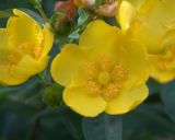 Hypericum patulum