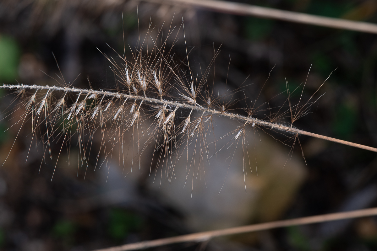 Изображение особи Pennisetum alopecuroides.