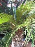 Cycas revoluta