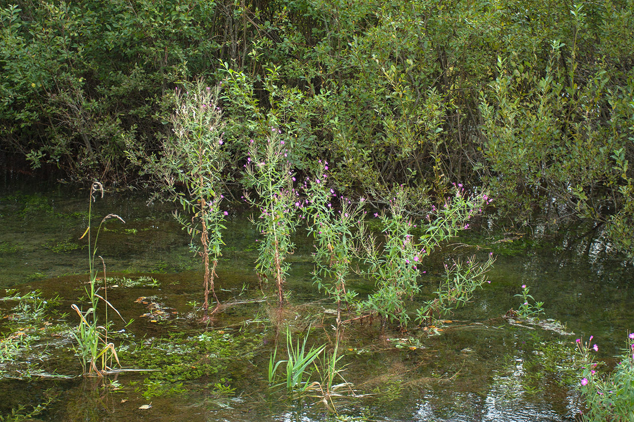 Изображение особи Epilobium hirsutum.