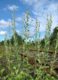 Artemisia absinthium. Верхушки зацветающих ветвей. Окр. Архангельска, недействующая ж. д. 27.07.2012.