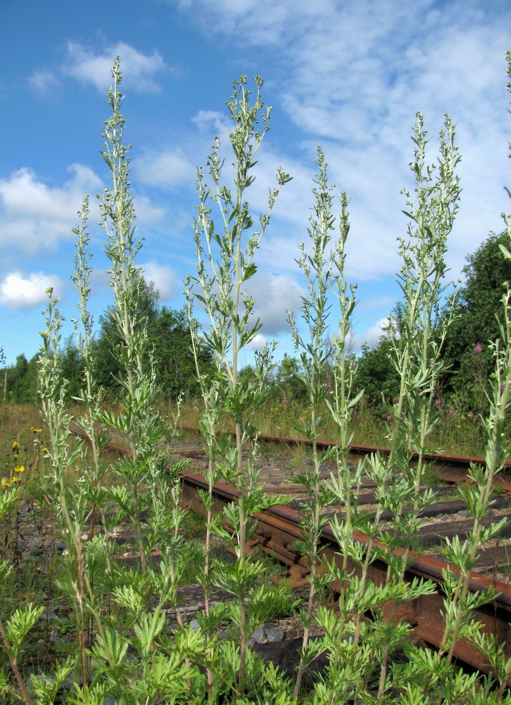 Изображение особи Artemisia absinthium.