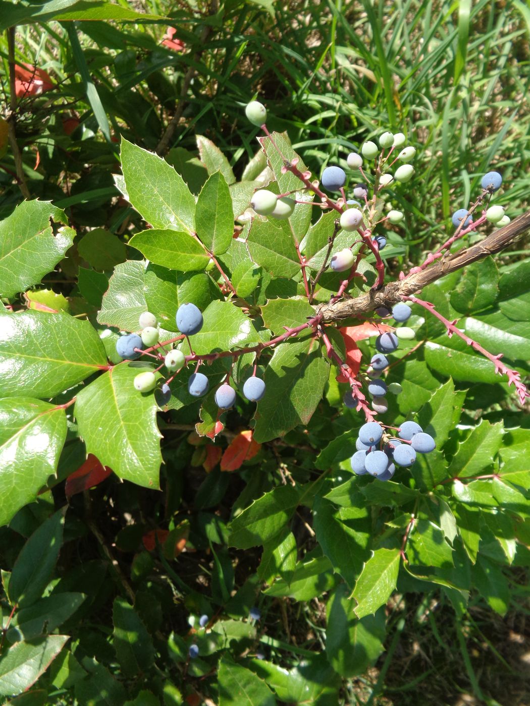 Image of Mahonia aquifolium specimen.