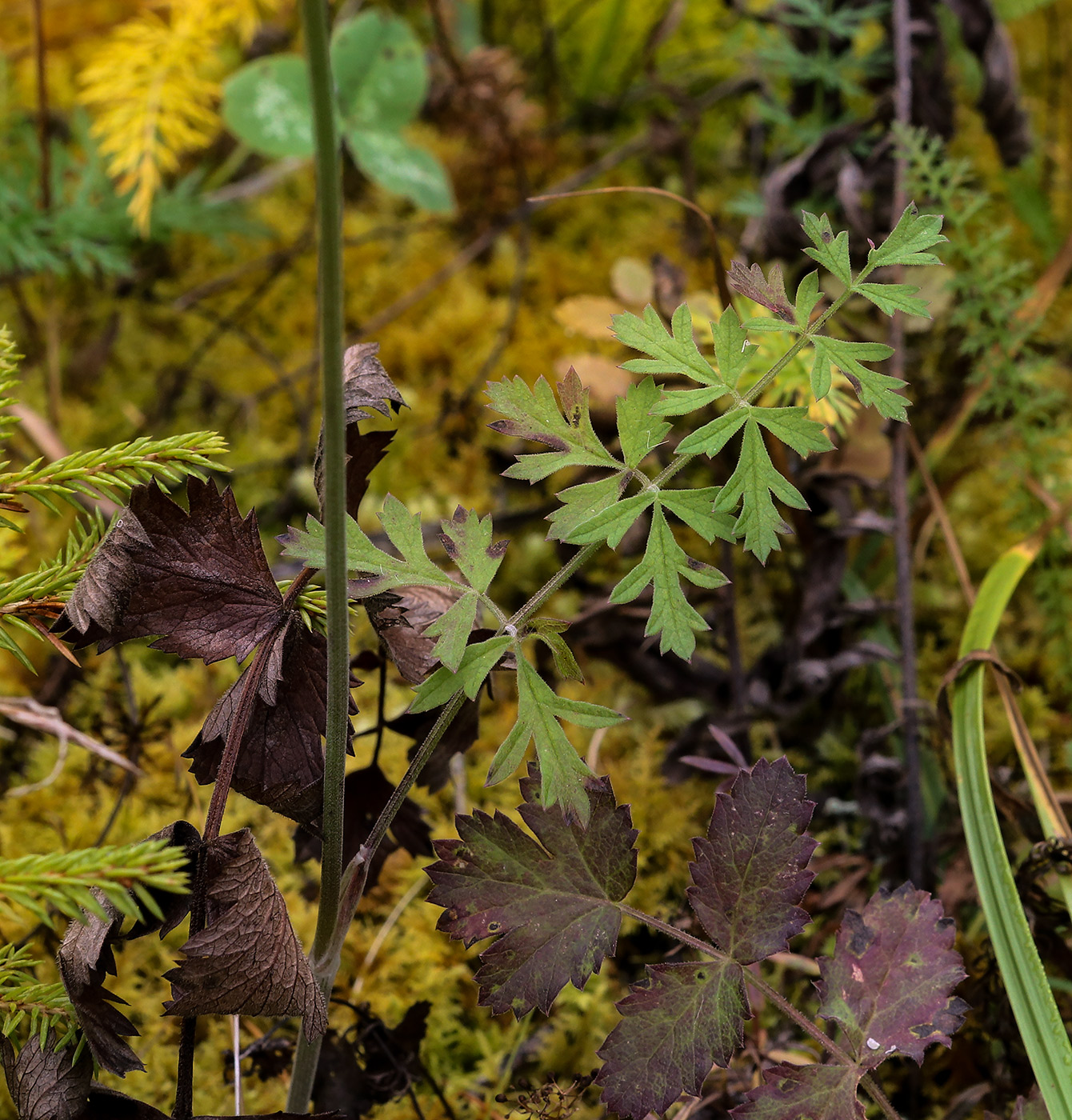 Изображение особи Pimpinella nigra.