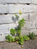 Chelidonium majus. Зацветающее растение. Краснодарский край, г. Краснодар, у цоколя дома. 27.03.2019.