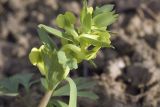 Corydalis bracteata. Зацветающее соцветие. Костромская обл., Судиславский р-н, дер. Антипино, в культуре. 24.04.2019.