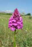 Anacamptis pyramidalis. Соцветие. Крым, окр. Феодосии, Лисья бухта, остепнённая терраса. 20 мая 2019 г.