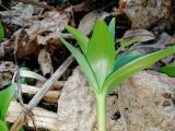 Fritillaria camschatcensis