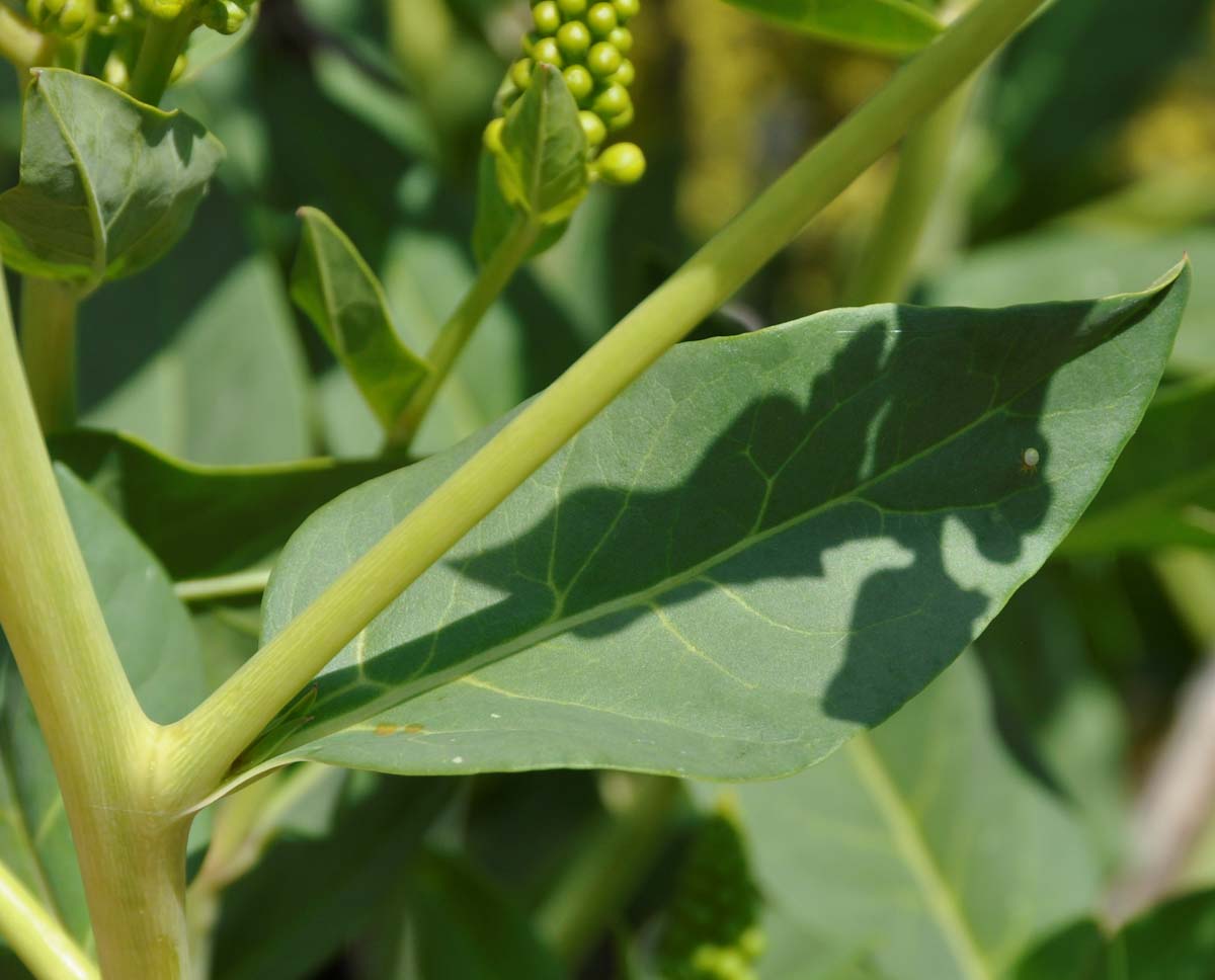 Image of Phytolacca pruinosa specimen.