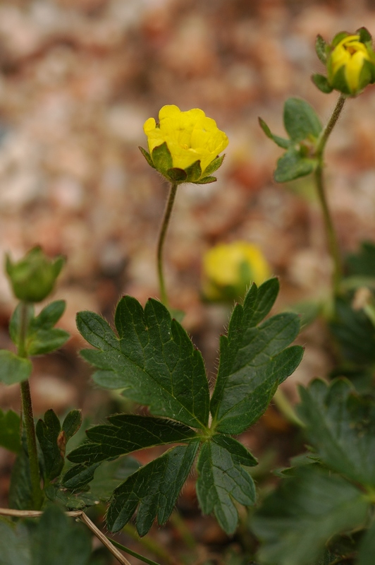 Изображение особи Potentilla gelida.