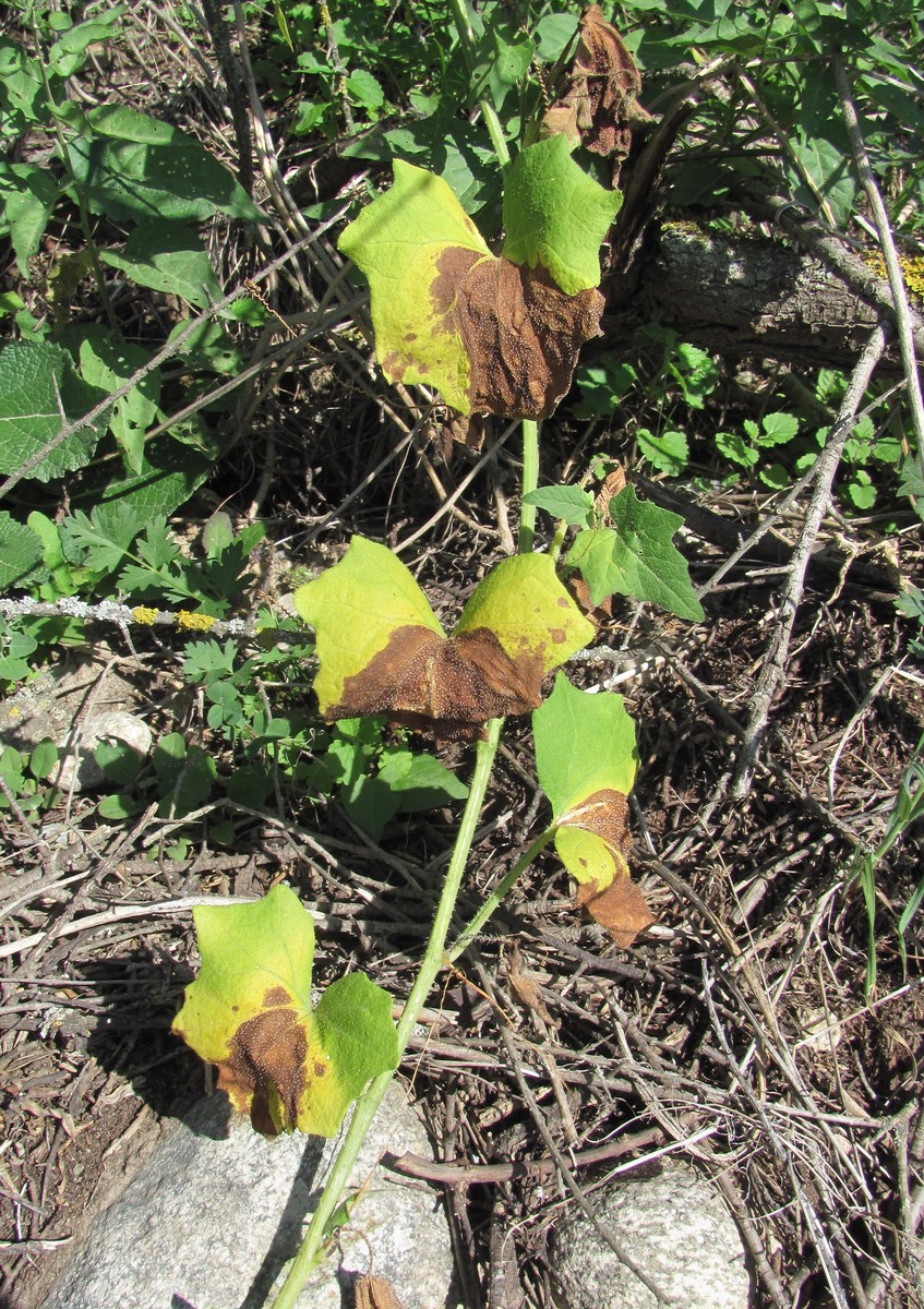 Image of Bryonia alba specimen.