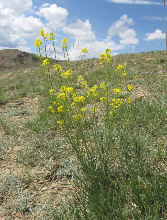 Image of Sisymbrium polymorphum specimen.