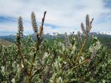 род Salix