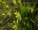 Rhinanthus vernalis