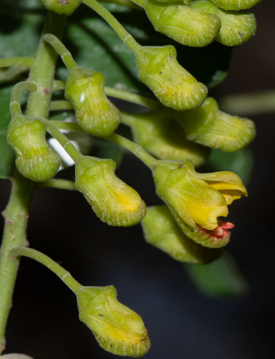 Изображение особи Caesalpinia spinosa.