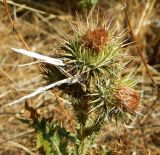 genus Carduus. Незрелые соплодия. Крым, Севастополь, обочина дороги. Июль 2019 г.
