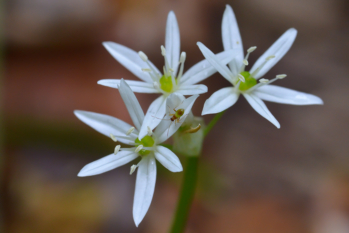 Изображение особи Allium ursinum.