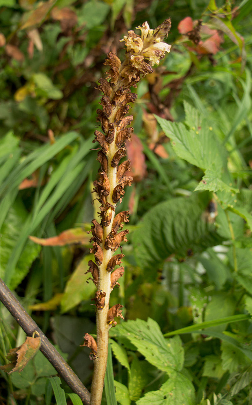 Изображение особи Orobanche pallidiflora.