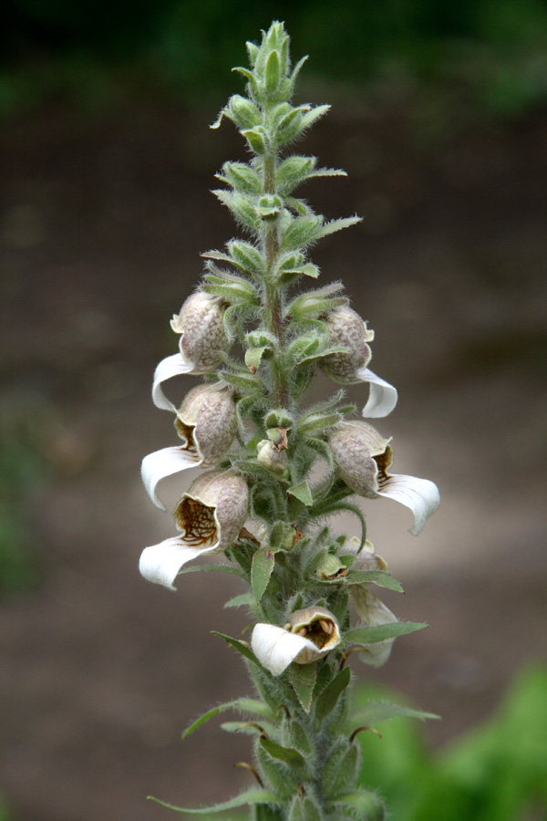 Изображение особи Digitalis lanata.