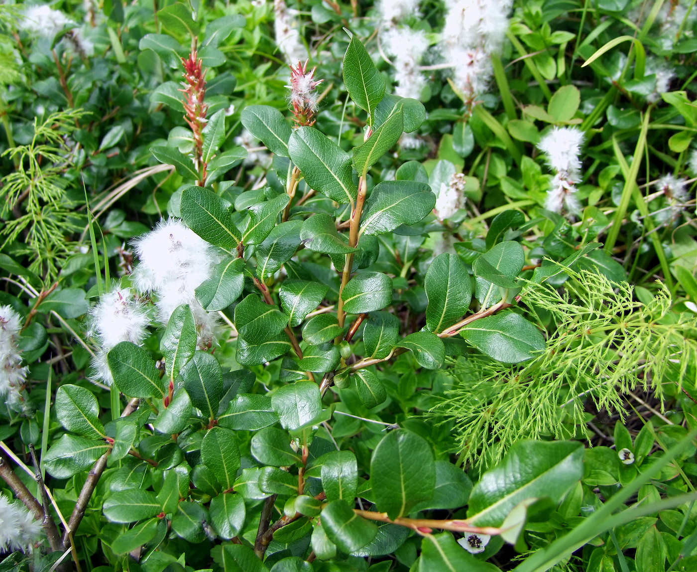 Image of Salix fuscescens specimen.