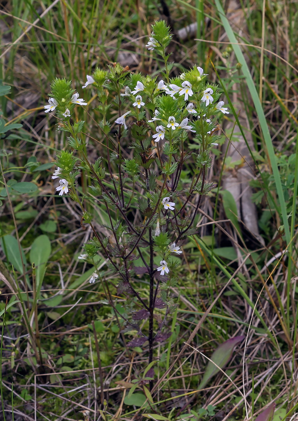 Изображение особи Euphrasia stricta.