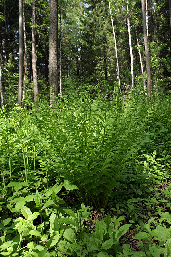 Image of Athyrium filix-femina specimen.