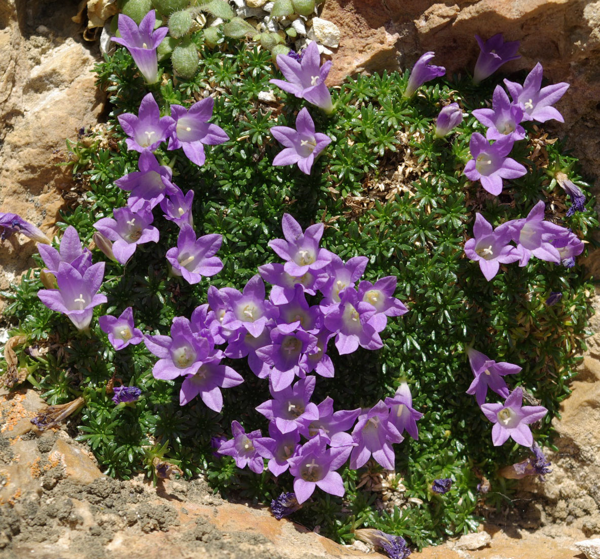 Изображение особи Muehlbergella oweriniana.