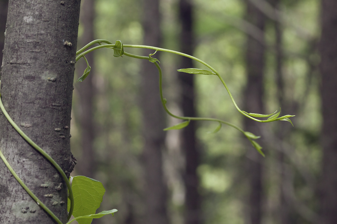 Image of Schisandra chinensis specimen.