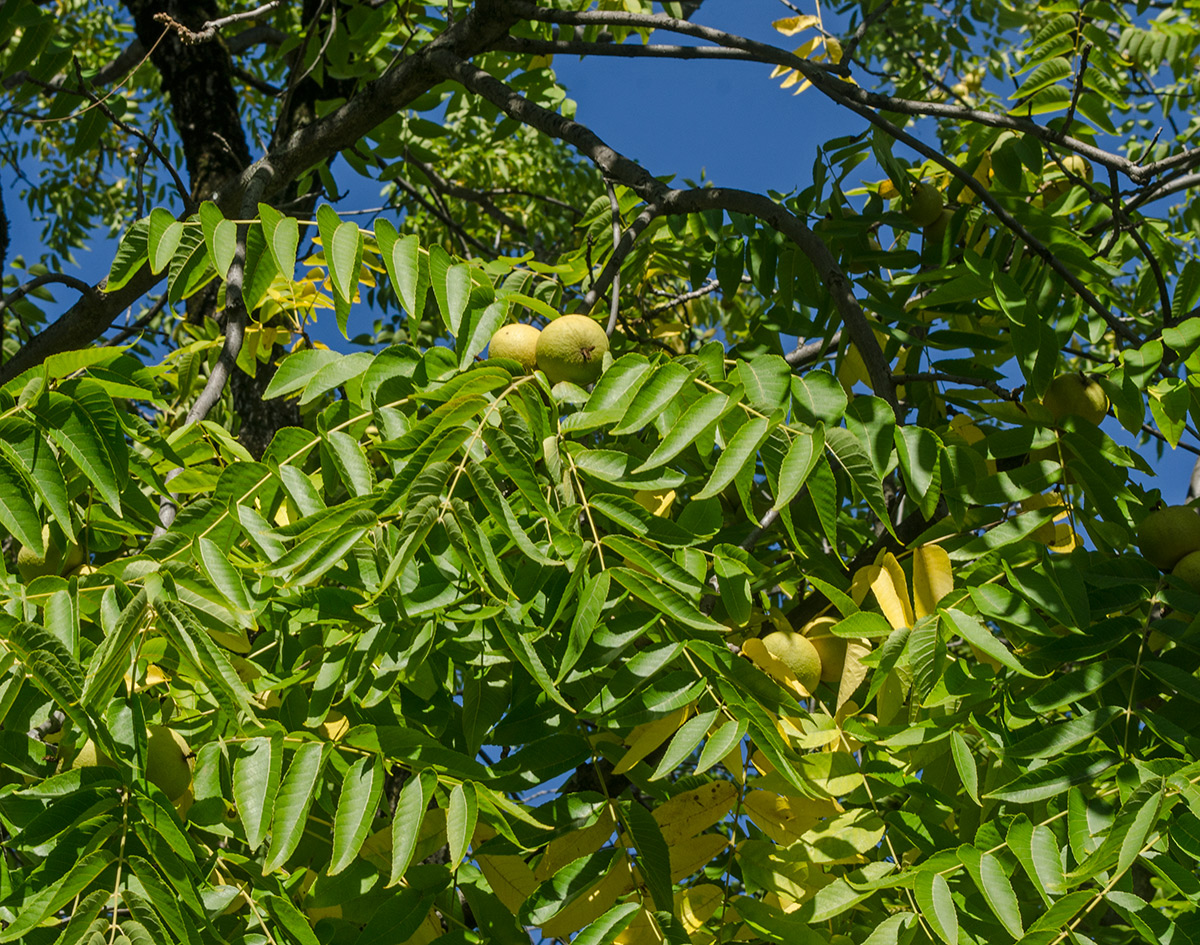 Изображение особи Juglans nigra.