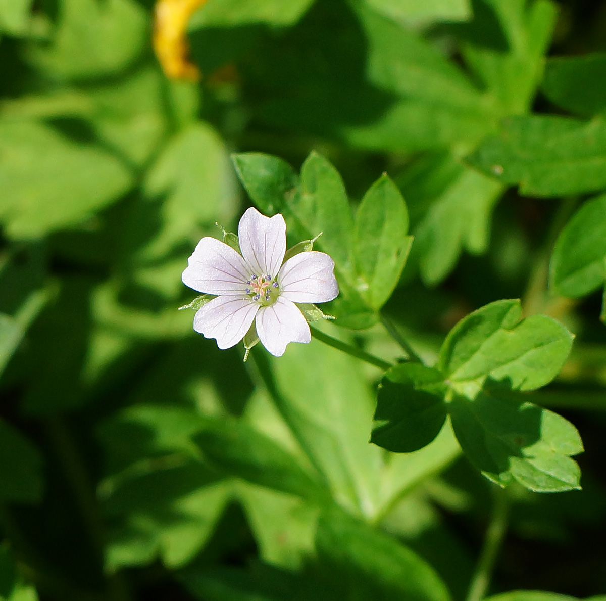 Image of Geranium sibiricum specimen.