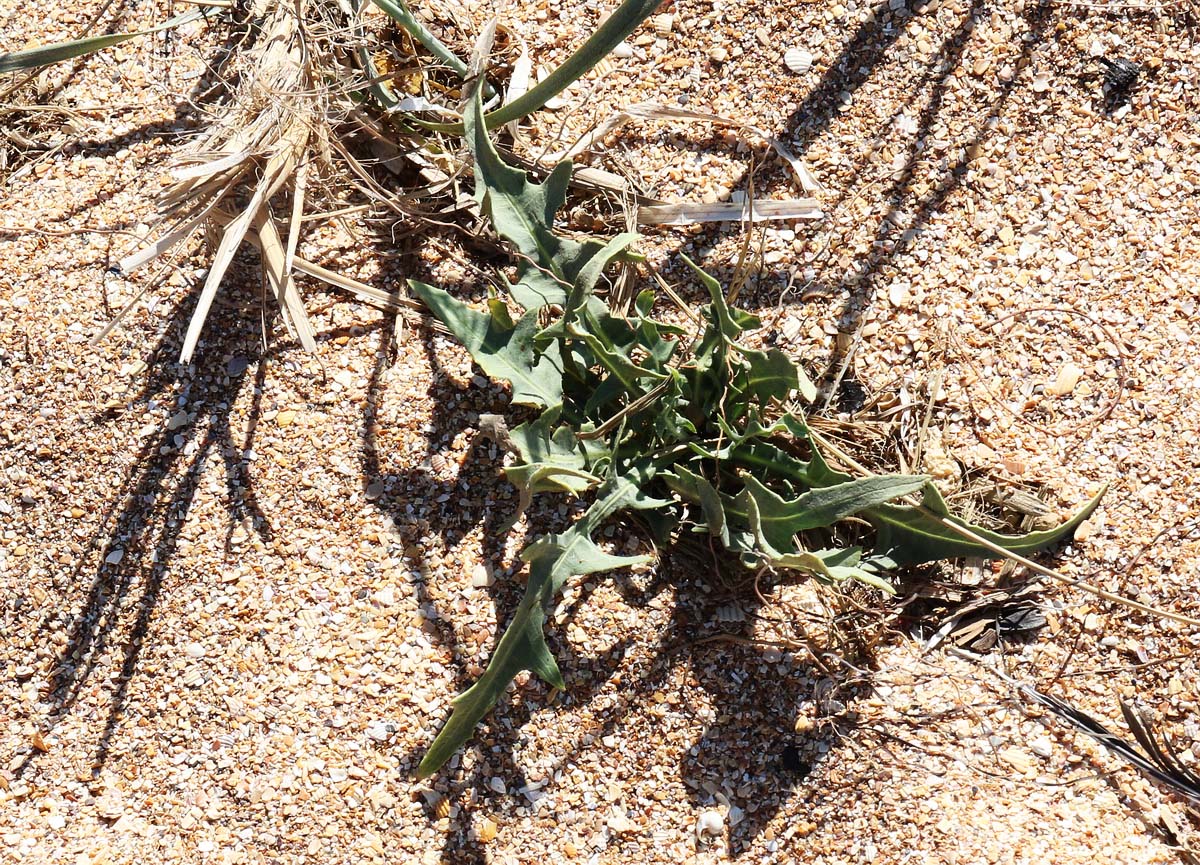 Image of Lactuca tatarica specimen.