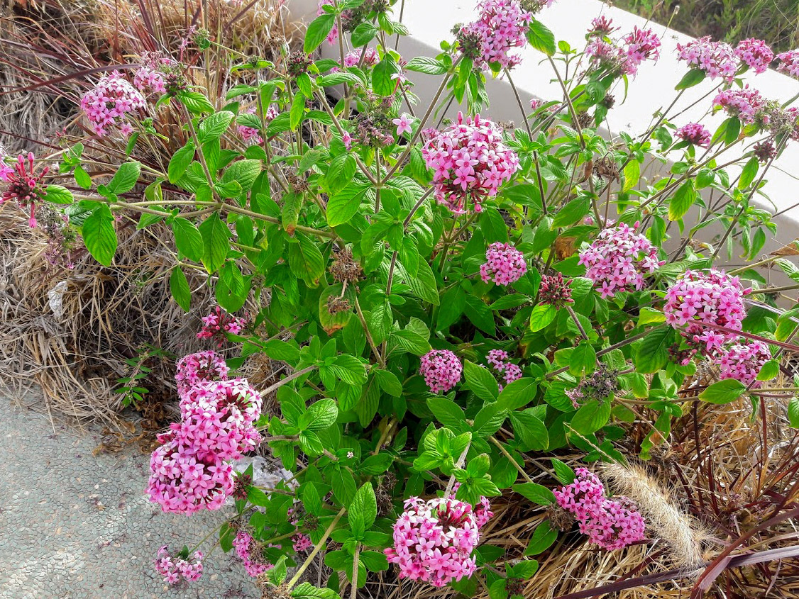 Изображение особи Pentas lanceolata.